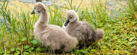 刚出生的小鹅怎么喂养（刚出生的小鹅怎么喂养才是最佳方法视频）
