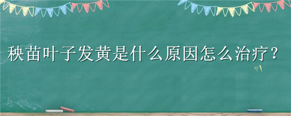 秧苗叶子发黄是什么原因怎么治疗（秧苗叶子发黄是什么原因怎么治疗呢）