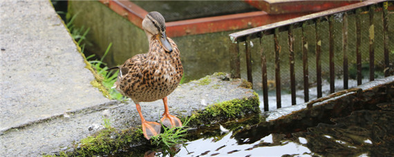 野鸭蛋怎么人工孵化（野鸭蛋人工孵化全过程）