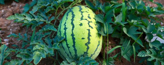 甜王西瓜品种介绍 甜王西瓜品种介绍图片