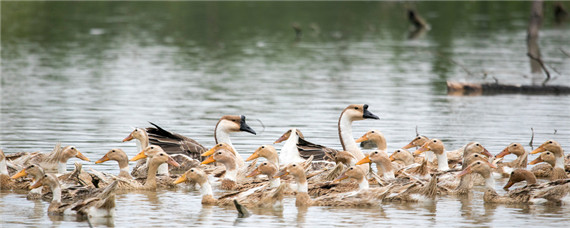 家养小鸭子吃什么食物（家养小鸭子吃什么食物最好）
