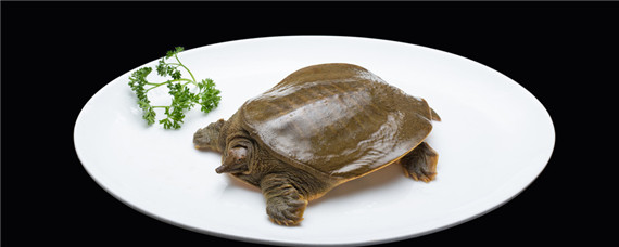 野生甲鱼吃什么食物怎么养 野生甲鱼吃什么食物为主