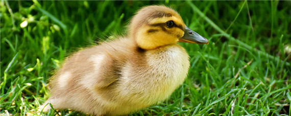 小鸭子怎么喂养吃什么 小鸭子喂养吃什么东西