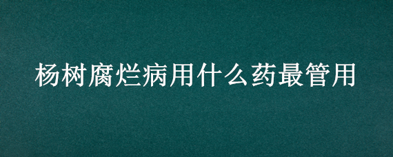 杨树腐烂病用什么药最管用 杨树腐烂病用什么药最管用呢