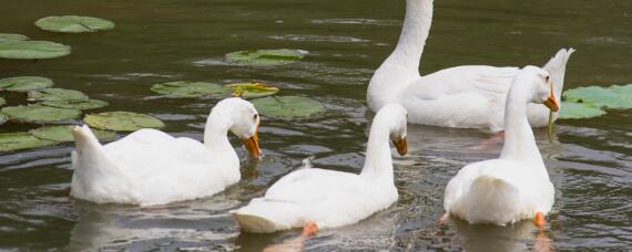 鹅饲料配方大全（鹅饲料配方大全及配料）