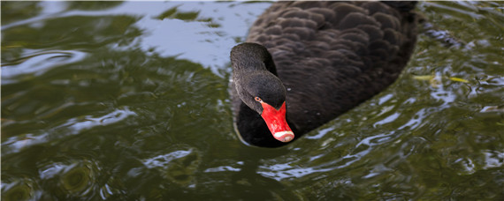 黑天鹅吃什么食物（黑天鹅吃什么食物为主人工饲养）