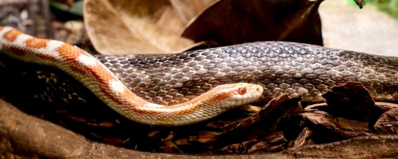 蛇是怎么准备过冬的（蛇是怎样为过冬做准备的）