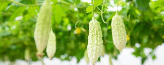 苦瓜怎么种 苦瓜怎么种才能出苗