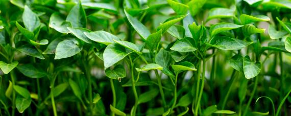 辣椒的栽培与管理技术 辣椒的栽培与管理技术有哪些