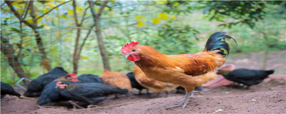 鸡的生长过程 鸡的生长过程作文精选