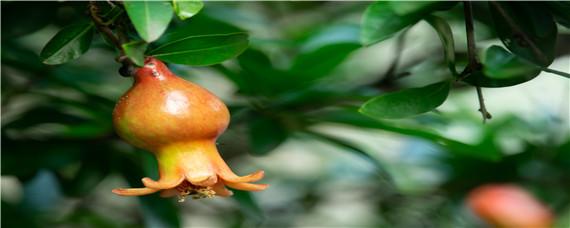 石榴树几年结果（石榴树几年结果开花）