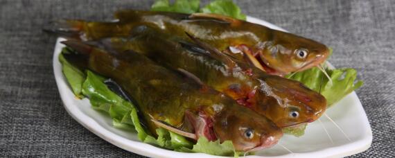 黄骨鱼吃什么（黄骨鱼吃什么的）