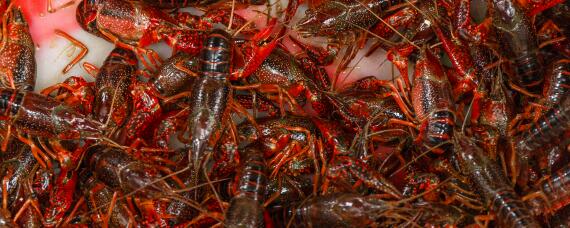 怎样养小龙虾长得又快又大 怎样养小龙虾长得又快又大呢