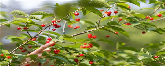 樱桃落花后打什么药（樱桃落花后打什么药最好）