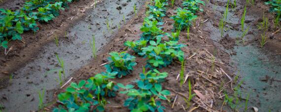 花生底肥用什么肥 花生底肥用什么肥料最合适