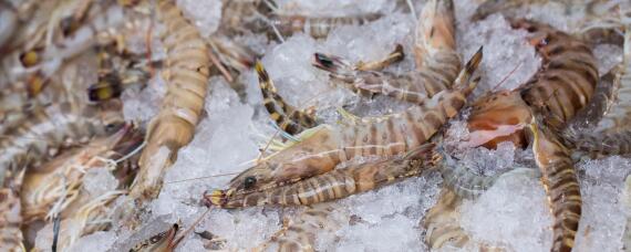 虾的生长环境（虾的生长环境干净吗）