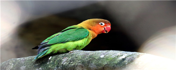 冬天鹦鹉怎么养（冬天小鹦鹉怎么养）