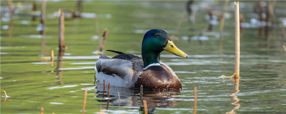 野水鸭是几级保护动物 野水鸭子是几级保护动物