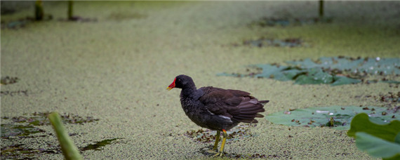 血鸡和肉鸡的区别 血鸡和肉鸡的区别男