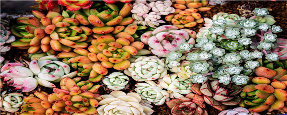 多肉种植的注意事项 多肉种植的注意事项有哪些