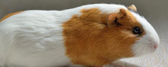 荷兰猪可以吃什么蔬菜（荷兰猪可以吃什么蔬菜?）