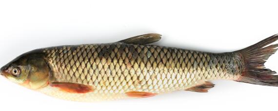 2万斤草鱼一天喂多少饲料（两万斤草鱼一天吃多少料）