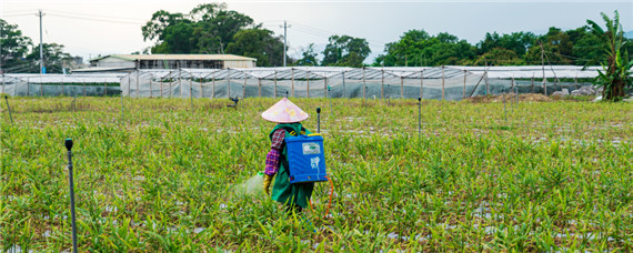 施田补除草剂使用方法 施田补除草剂使用方法视频