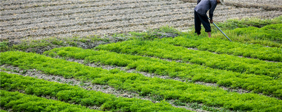 自家种蔬菜一般用什么肥料（自家种蔬菜一般用什么肥料比较好）