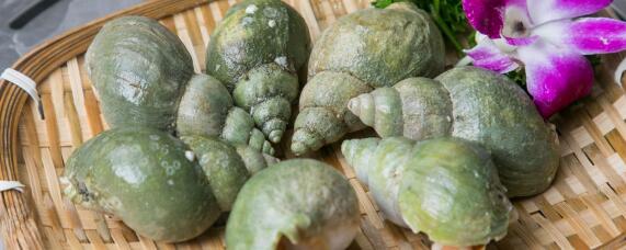 怎么养螺蛳（怎么养螺蛳干净）