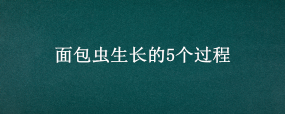 面包虫生长的5个过程 面包虫 生长周期