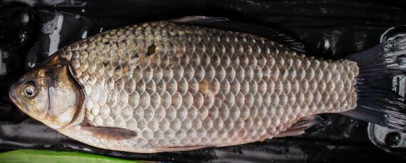 鲫鱼生长周期多长（鲫鱼 生长周期）