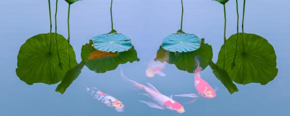 鱼几月份产鱼籽（鱼籽什么时候产）