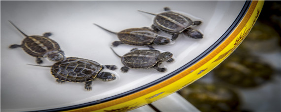 怎么给乌龟过冬（如何给乌龟过冬）