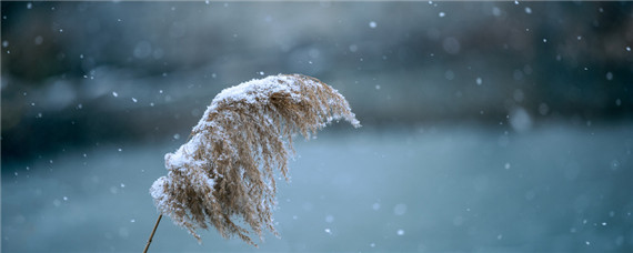 专治芦苇和茅草用什么除草剂 芦苇草用什么除草剂能除掉