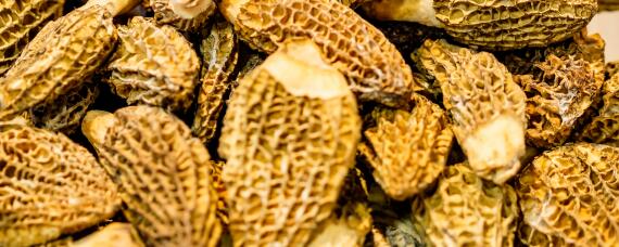 野生羊肚菌是怎样形成的 野生羊肚菌生长什么地方