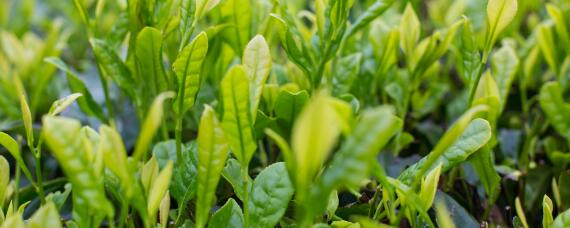 茶树管理修剪及施肥（茶树管理修剪及施肥视频）