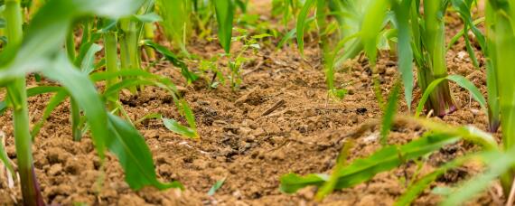 承3359玉米种介绍 承3359玉米种怎么样