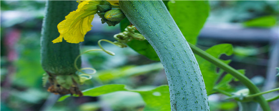 种植丝瓜技术 种植丝瓜技术视频