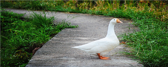 小鹅怎么养跟注意事项（小鹅怎么养才好）