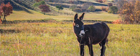 养驴技术和饲养方法 驴苗多少钱一只