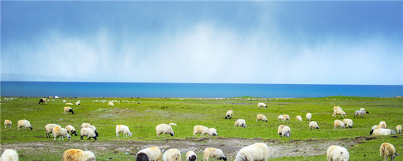 羊不反刍怎么办（羊不反刍怎么办什么症状）