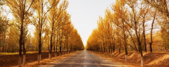 四年的杨树怎样施肥（四年的杨树怎样施肥呢）