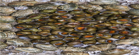 田螺吃什么（田螺吃什么 如何喂养）