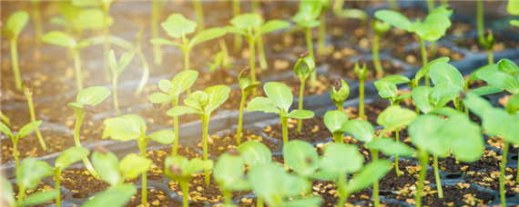 怎么育西瓜苗 怎么育西瓜苗视频