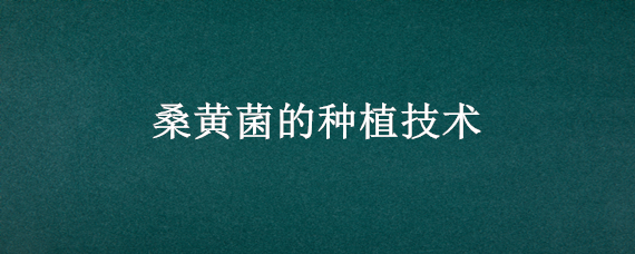 桑黄菌的种植技术 桑黄菌种植技术资料