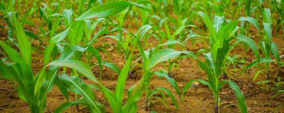 玉米高产种植新技术 玉米高产种植新技术有哪些