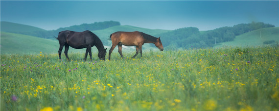 马的繁殖季节 马的繁殖季节和方式