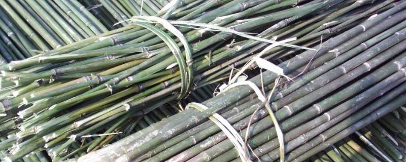 竹竿竹杆的区别 竹杆还是竹秆