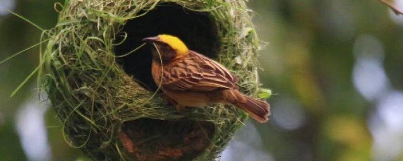 善于筑巢的动物有哪些 什么动物善于筑巢