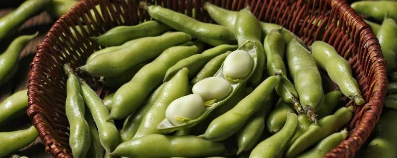 蚕豆要煮多久才熟（蚕豆煮多久才会熟）